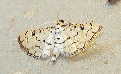 Hileithia rehamalis