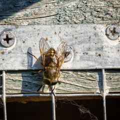 Tabanus