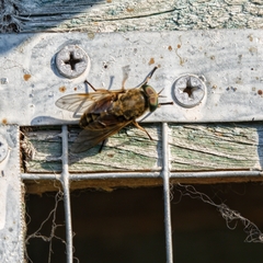 Tabanus