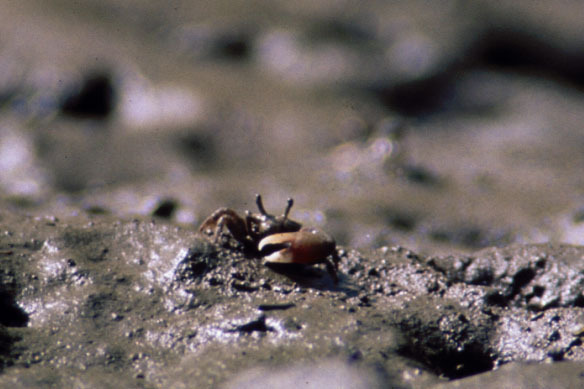 Uneven Fiddler Crab