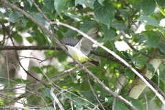 Anthreptes longuemarei