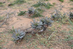 Aloe mudenensis