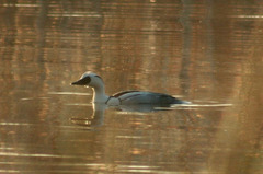 Mergellus albellus