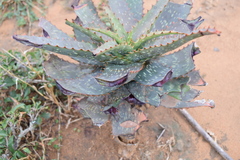 Aloe mudenensis