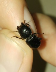 Dixus clypeatus