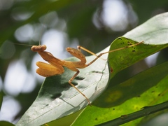 Sphodromantis viridis