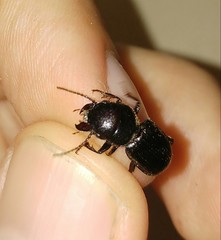 Dixus clypeatus