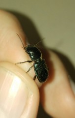 Dixus clypeatus