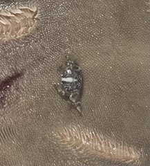 Dissodactylus mellitae