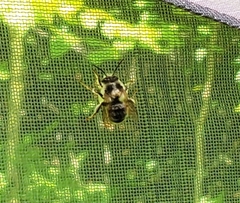 Anthophora terminalis