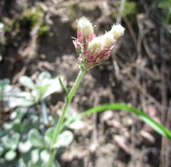 Antennaria parvifolia