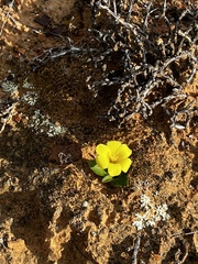 Moraea galaxia
