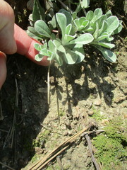 Antennaria parvifolia