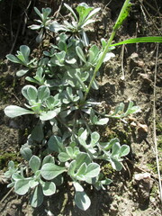 Antennaria parvifolia