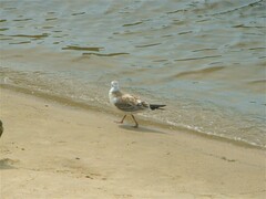 Chroicocephalus ridibundus