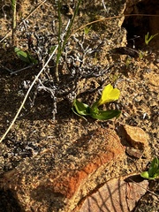 Moraea galaxia