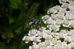 Triepeolus subnitens