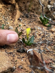 Moraea galaxia