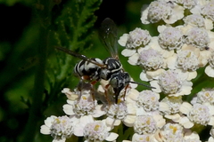 Triepeolus subnitens