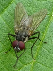 Diptera