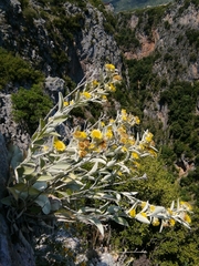 Pentanema verbascifolium