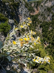 Pentanema verbascifolium