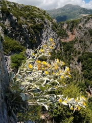 Pentanema verbascifolium