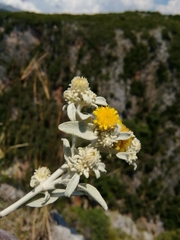 Pentanema verbascifolium
