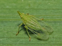 Dictyophara