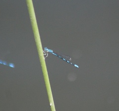 Enallagma basidens