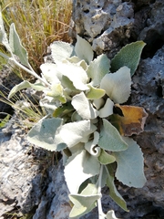 Pentanema verbascifolium