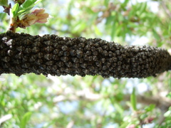 Pterochloroides persicae