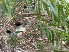 Leucadendron pondoense