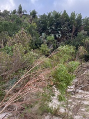 Leucadendron pondoense