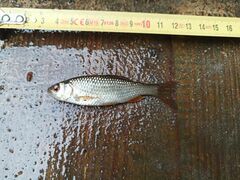 Petroleuciscus borysthenicus