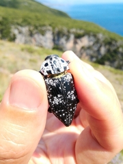 Capnodis cariosa