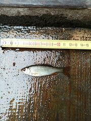 Petroleuciscus borysthenicus