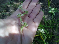Disperis circumflexa aemula