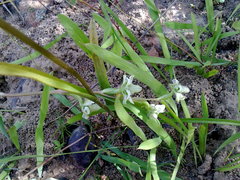Disperis circumflexa aemula