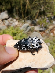 Capnodis cariosa