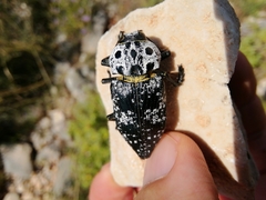 Capnodis cariosa