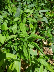 Lithospermum latifolium