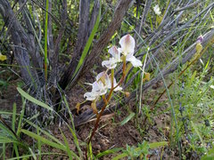 Disa spathulata spathulata