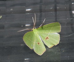 Tanaoctenia haliaria