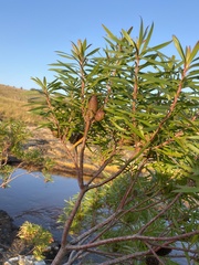 Leucadendron pondoense
