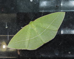 Tanaoctenia haliaria