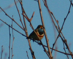 Luscinia svecica