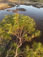 Leucadendron pondoense