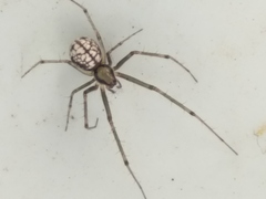 Floronia bucculenta