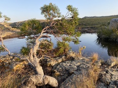 Leucadendron pondoense
